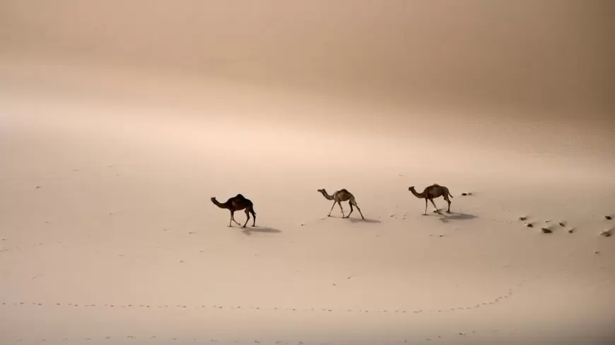 সৌদি আরবে মরুকরণ নিয়ে আলোচনা শুরু