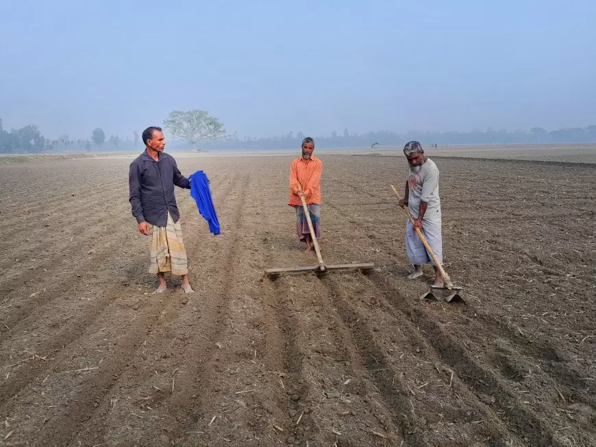 লালমনিরহাটে আলু বীজ বপনে ব্যস্ত কৃষকরা